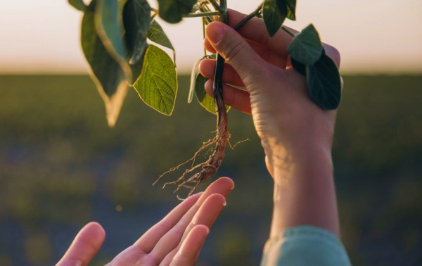 Mãos seguram uma muda com raízes expostas ao pôr do sol, destacando o cuidado com a planta em um campo desfocado ao fundo.