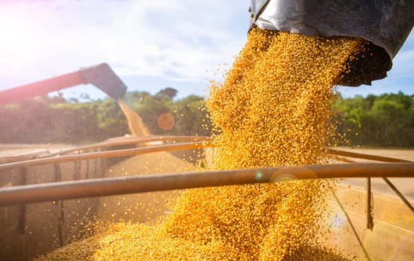 Soja sendo despejada em abundância de um maquinário para uma caçamba, com céu claro e vegetação ao fundo.