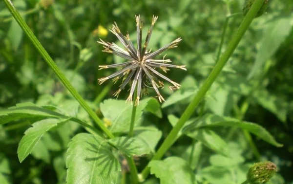 Picão-preto — Bidens spp
