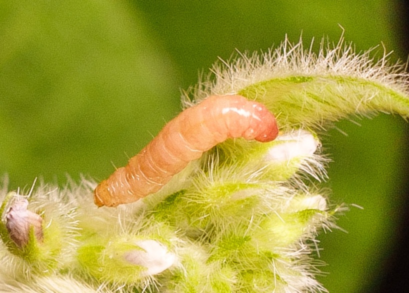 Broca-das-axilas — Crocidosema aporema