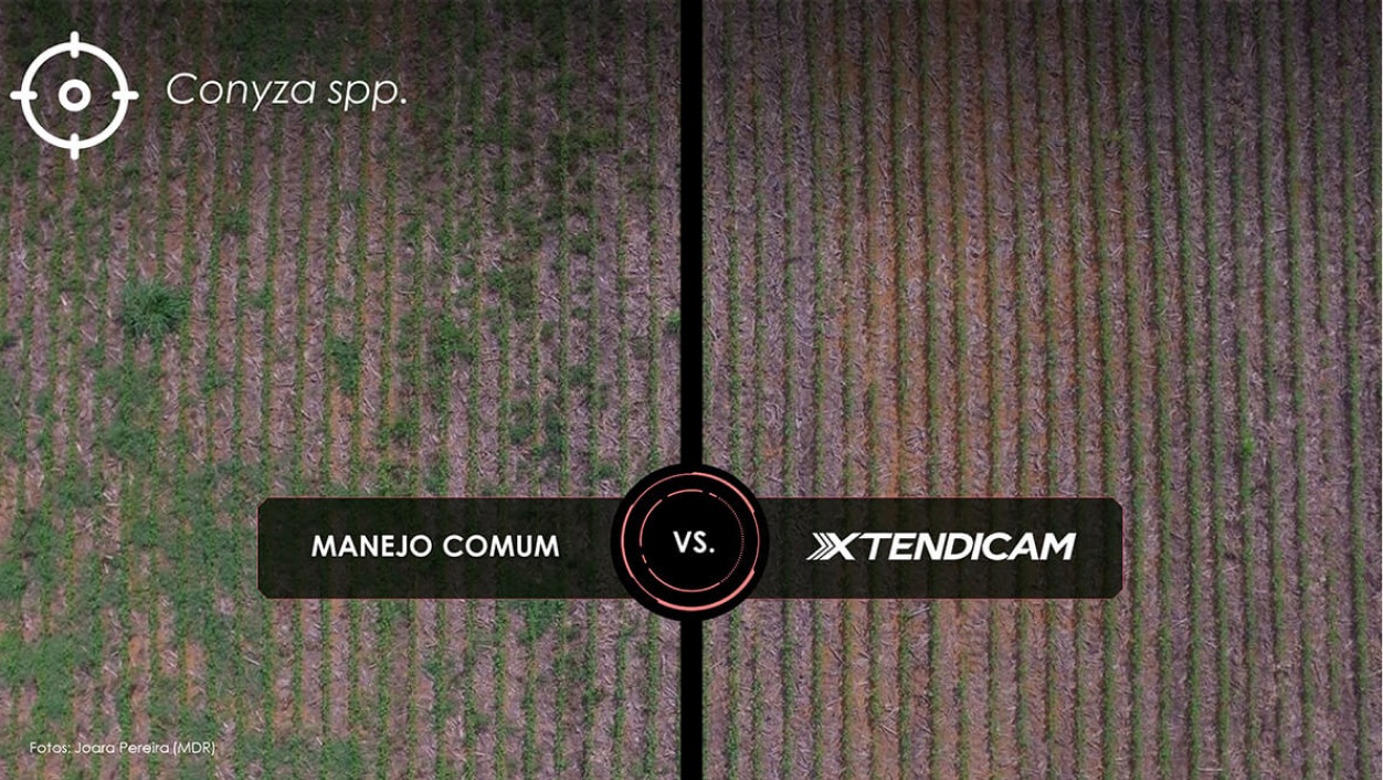 lado esquerdo manejo comum, lado direito manejo com xtendicam