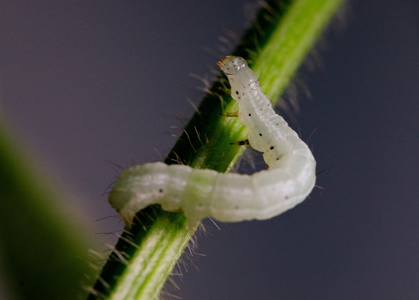 Lagarta-falsa-medideira — Chrysodeixis includens