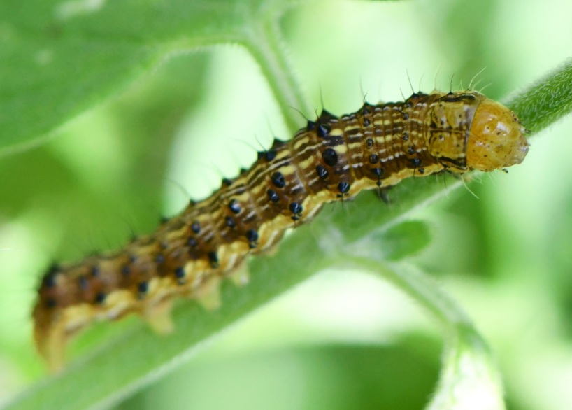 Lagarta-das-maçãs — Chloridea virescens