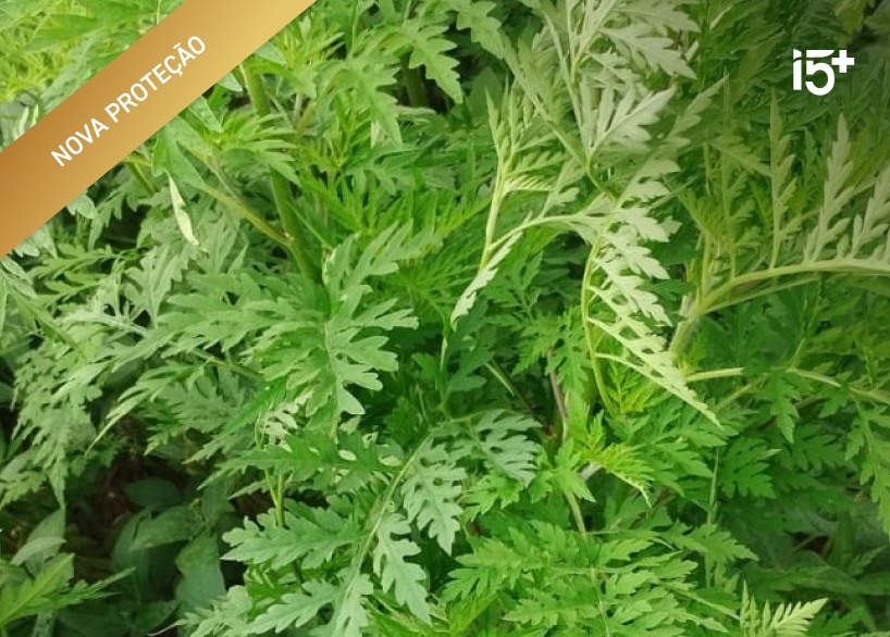 Cravorana — Alternanthera tenella