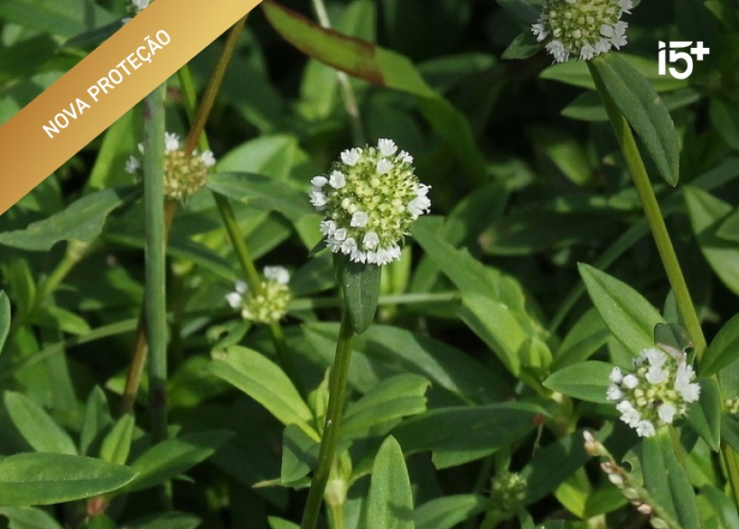 Vassourinha-do-botão — Borreria latifolia.