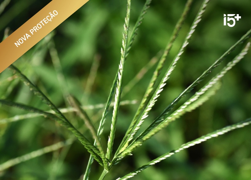 Capim-pé-de-galinha — Eleusine indica