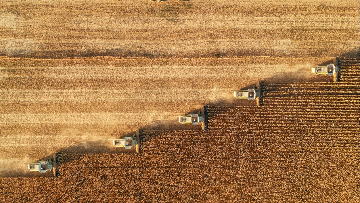 tratores colhendo soja